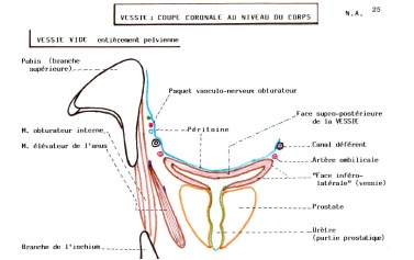 Modèle anatomique du système urinaire humain - UNITRADE